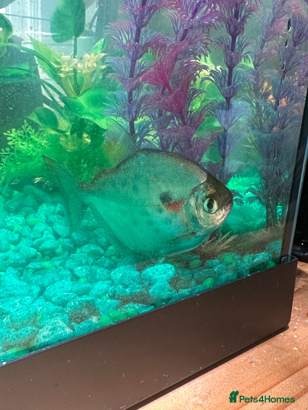 Angelfish fish for sale: Angel fish and silver dollar fish / FREE 4 GOOD 🏡 - Image 2