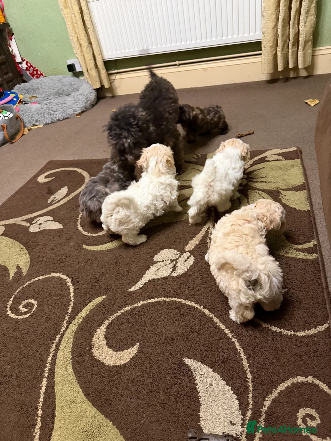 Mixed Breed dogs for sale: 🐾🐾🐾Maltipoo Puppies 🐾🐾🐾 - Advert 16