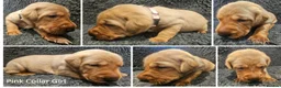 Labrador Retriever dogs for sale: Red Fox Labs : Health Checked-KC Reg,FTCH Pedigree - Advert 4