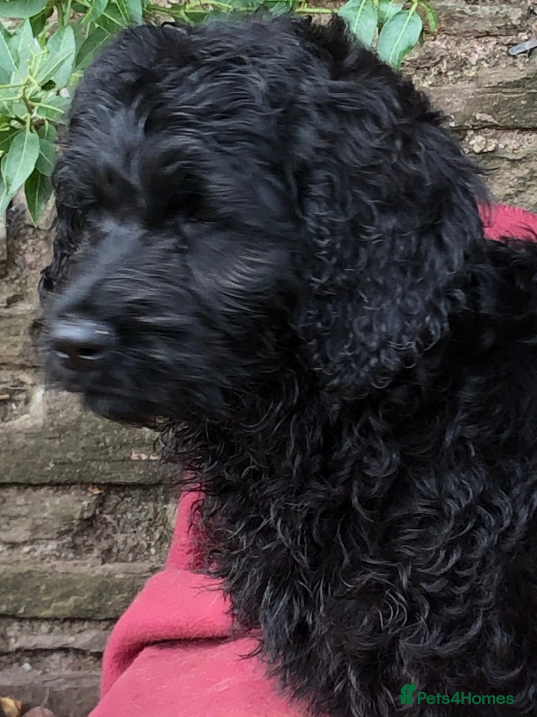Goldendoodle dogs for sale: Golden Doodle Pups ready for their forever homes - Image 5