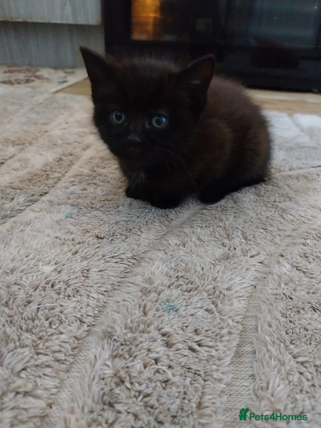 Mixed Breed cats for sale: Black female kitten - Advert 2