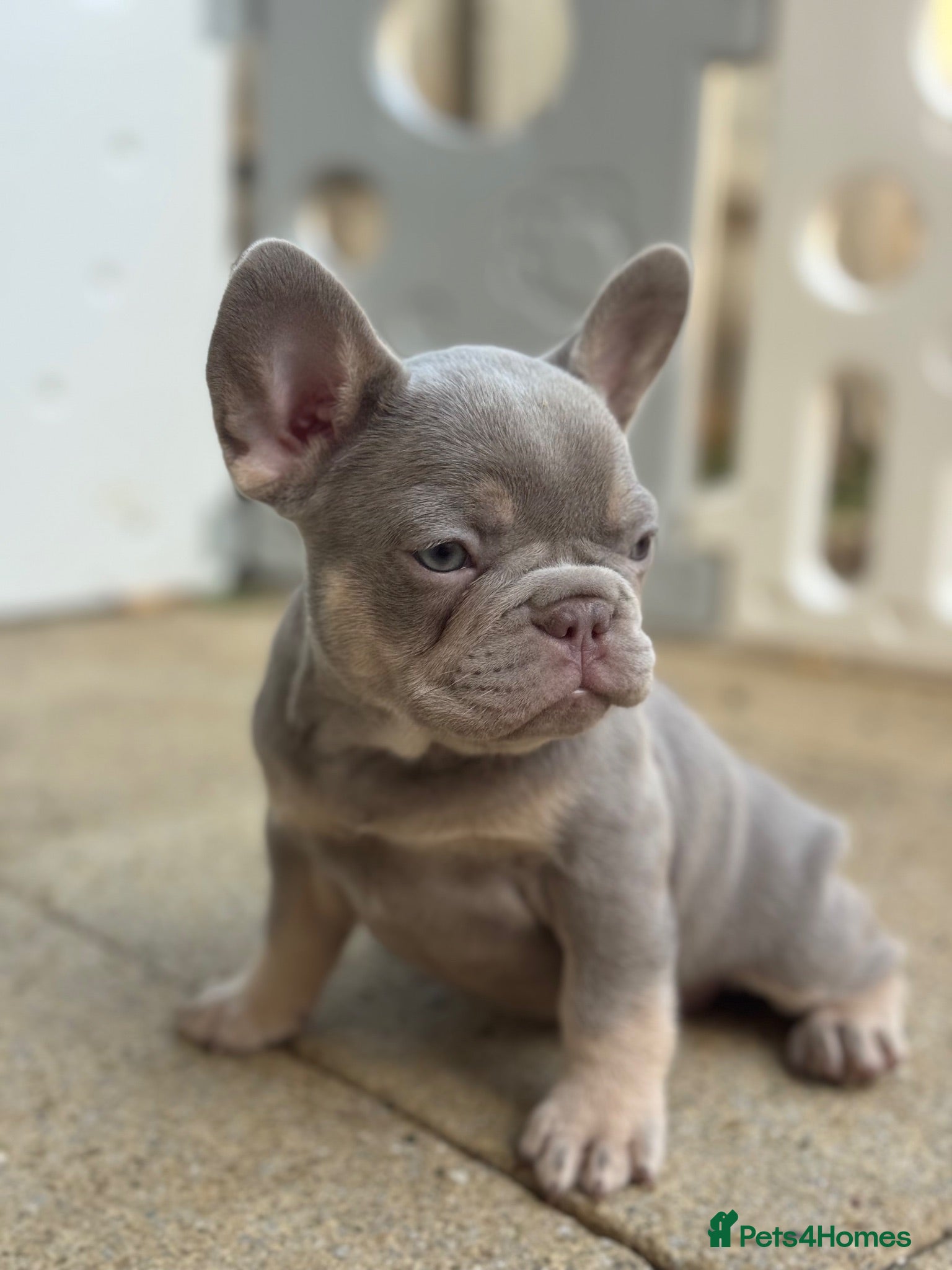 French Bulldog dogs Health Clear KC Registered French Bulldog Puppies - Advert 2