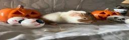 Guinea Pig rodents for sale: Skinny pigs sows & funky boys  - Advert 8