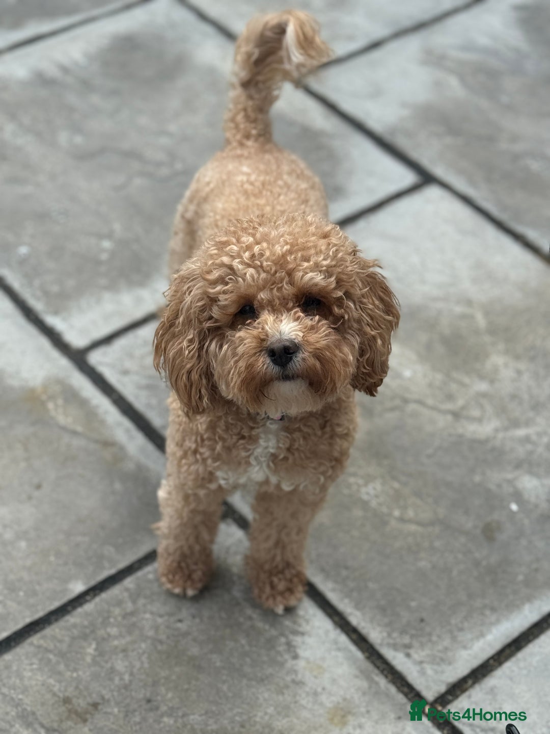 Cavapoo dogs for sale: Tiny cavapoo F1BB - ESA certified - Advert 7