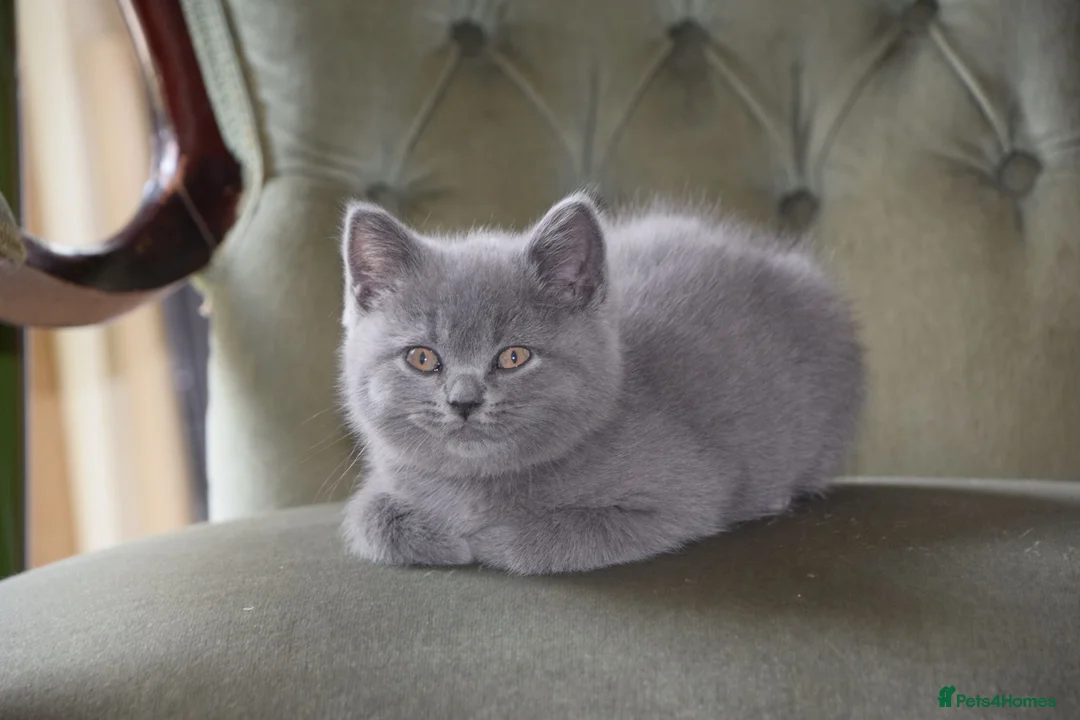 British Shorthair cats for sale: British Shorthair kittens, Ready! - Advert 2