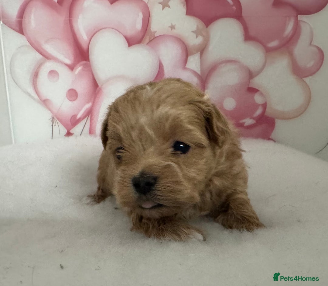 Maltipoo dogs for sale: Two boys left to reserve  - Advert 1