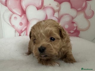 Maltipoo dogs Two boys left to reserve - Advert 1