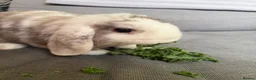 Mini Lop rabbits for sale: Lovely Harli mini lop buck born 20th March 2026 - Advert 5