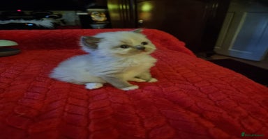 Ragdoll cats - Advert 16