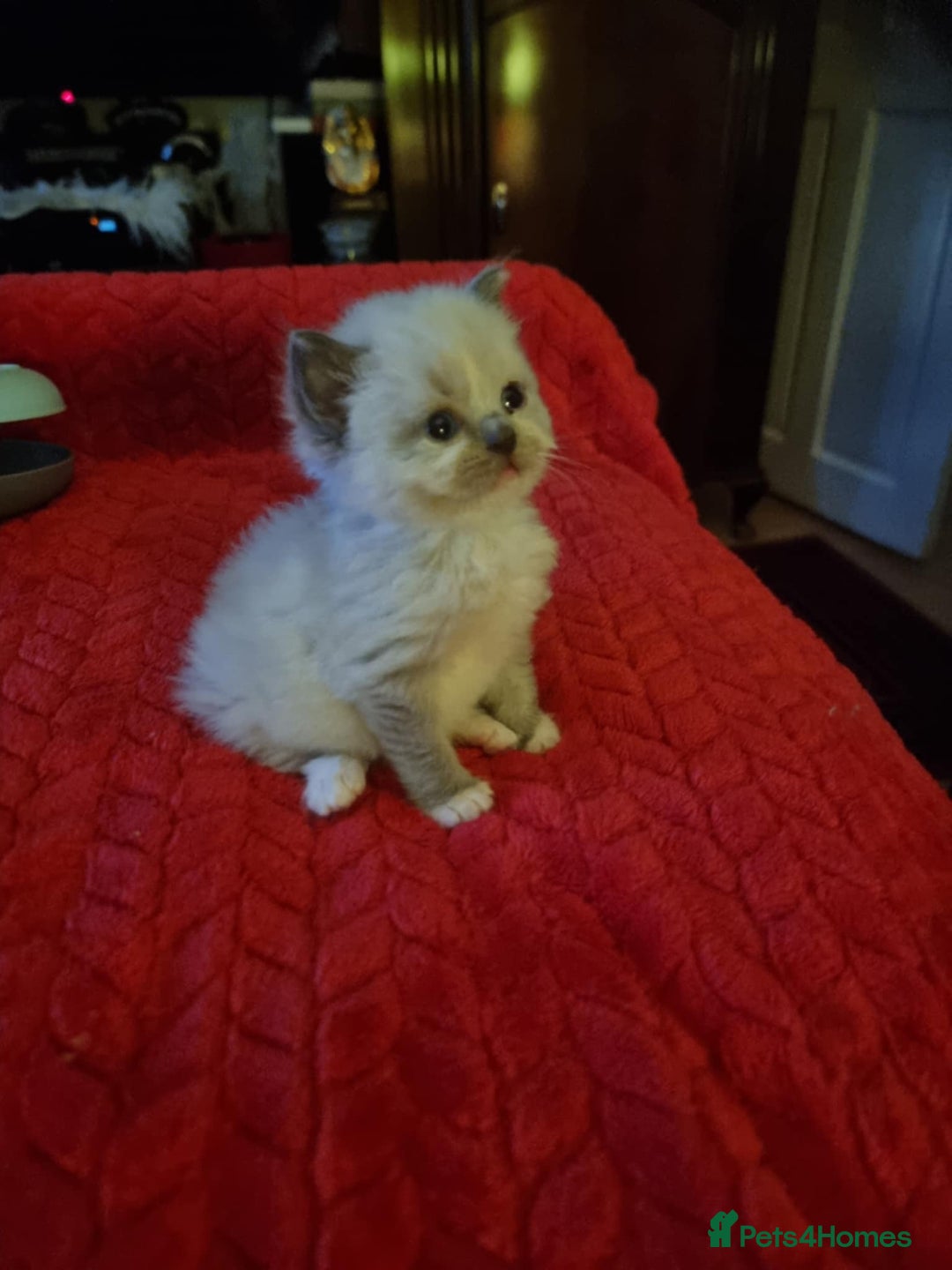 Ragdoll cats for sale: Kitten - Image 2