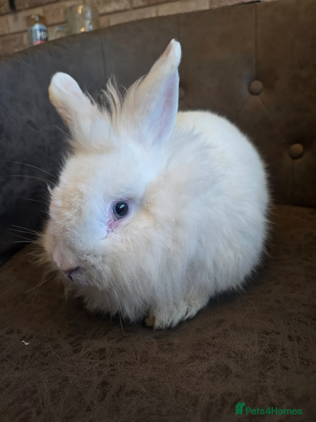 Lionhead rabbits for sale: 2 single rescue rehome rabbits both male 6 months  - Advert 1