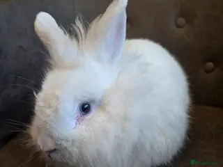 Lionhead rabbits 2 single rescue rehome rabbits both male 6 months - Advert 3