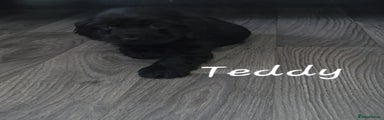 Teddy