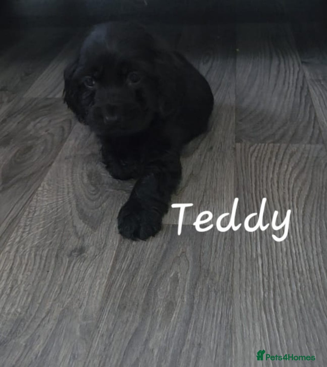 Cocker Spaniel dogs for sale: Two beautiful cocker spaniel puppies  - Advert 1