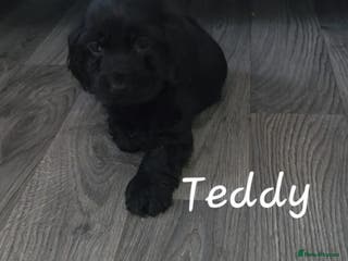 Cocker Spaniel dogs Two beautiful cocker spaniel puppies - Advert 1