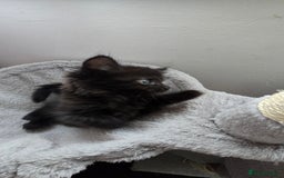 Mixed Breed cats for sale: 5 Kittens for sale - Image 19
