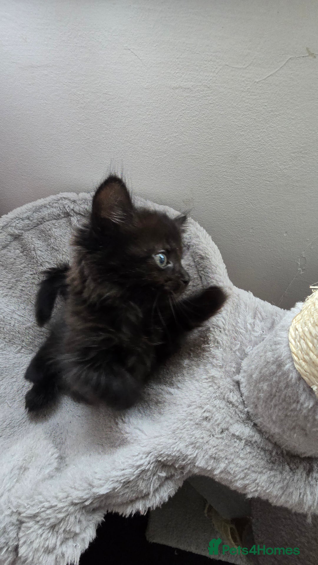 Mixed Breed cats for sale: 5 Kittens for sale - Image 19