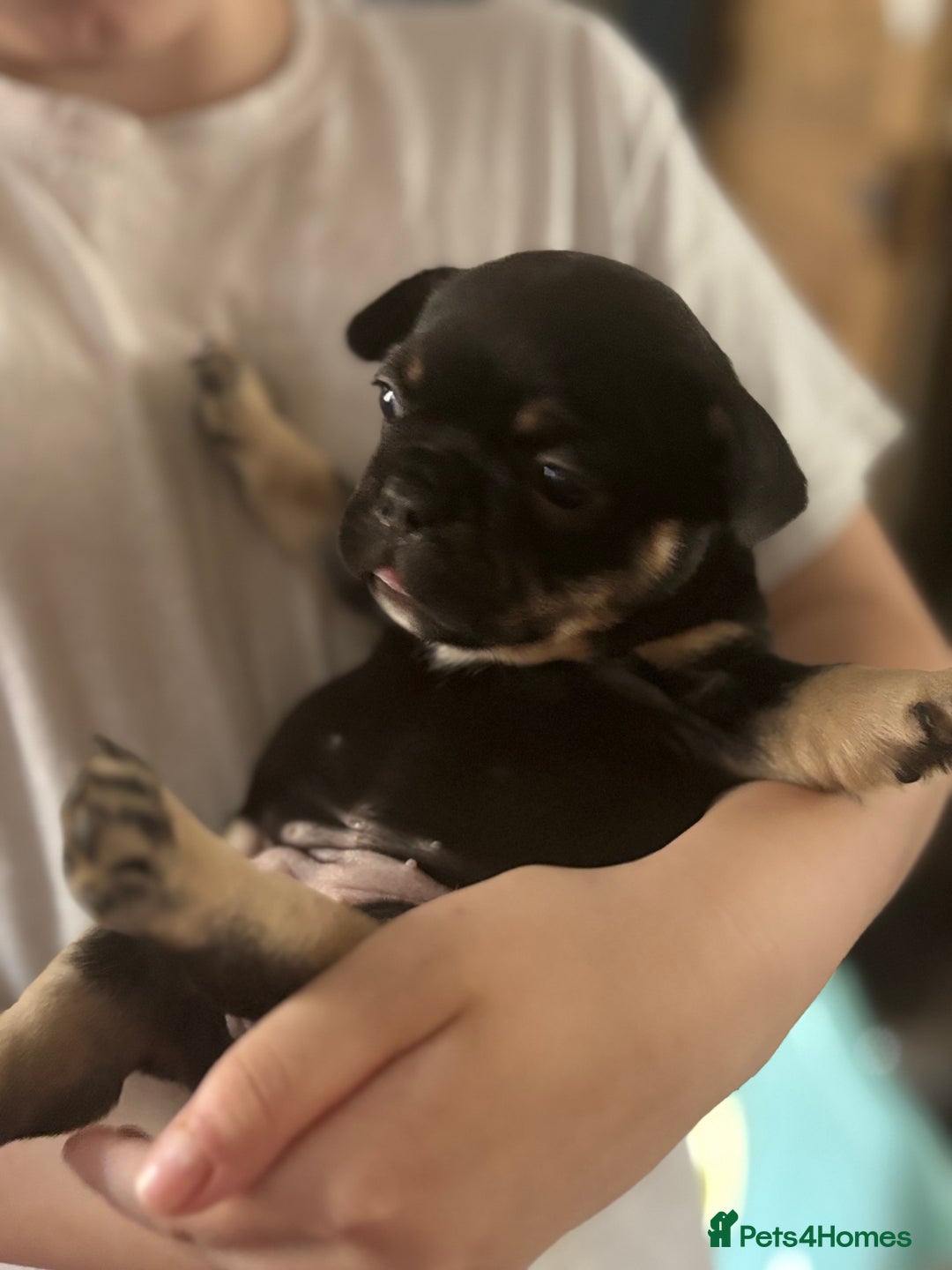 French Bulldog dogs for sale: French bulldog puppies  - Image 15