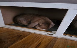 Mini Lop rabbits for sale: Two female bunnies - Image 5