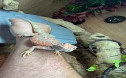 Bearded Dragon reptiles for sale: Juvenile Bearded Dragon PLUS full setup - Image 13
