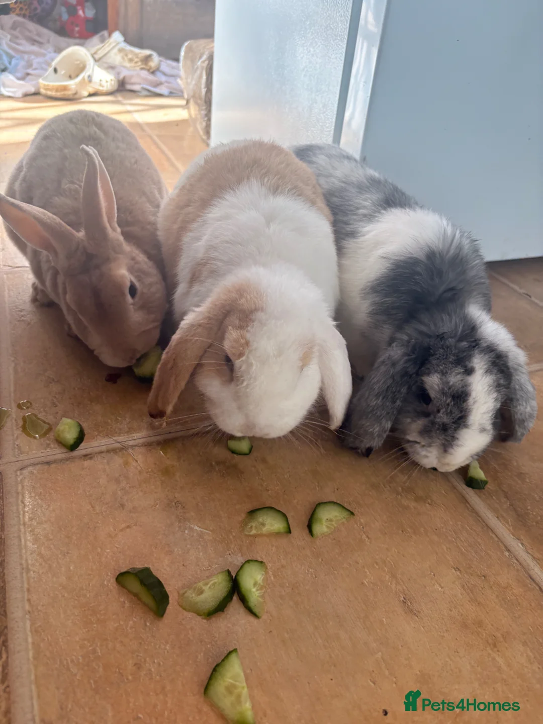 Mixed Breed rabbits for sale: 3 Male Rabbits PLEASE READ DESCRIPTION  - Advert 1