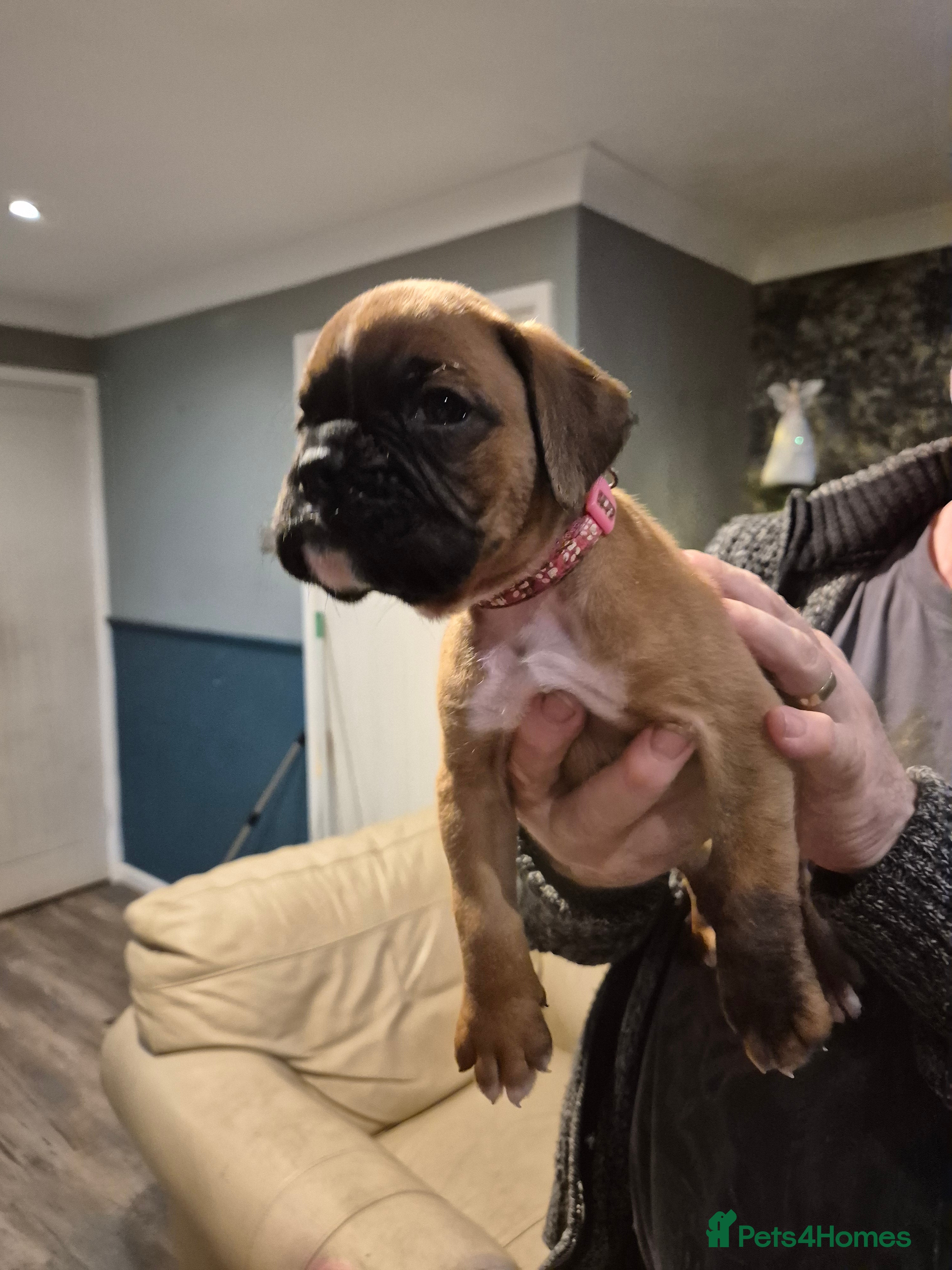 Boxer dogs ** 1 left*Beautiful bobtail & longtail kc boxer  - Advert 4