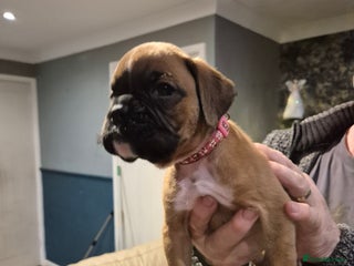 Boxer dogs ** 1 left*Beautiful bobtail & longtail kc boxer - Advert 9