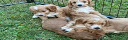 Cockapoo dogs for sale: Beautiful cockapoos - Advert 17
