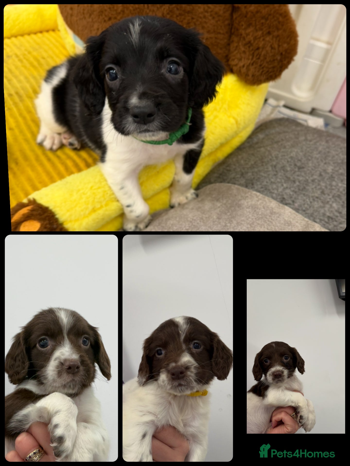 English Springer Spaniel dogs KC Registered English Springer Spaniel Pups - Advert 1
