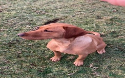 Labrador Retriever dogs for sale: Beautiful KC reg Labrador puppies - Image 14