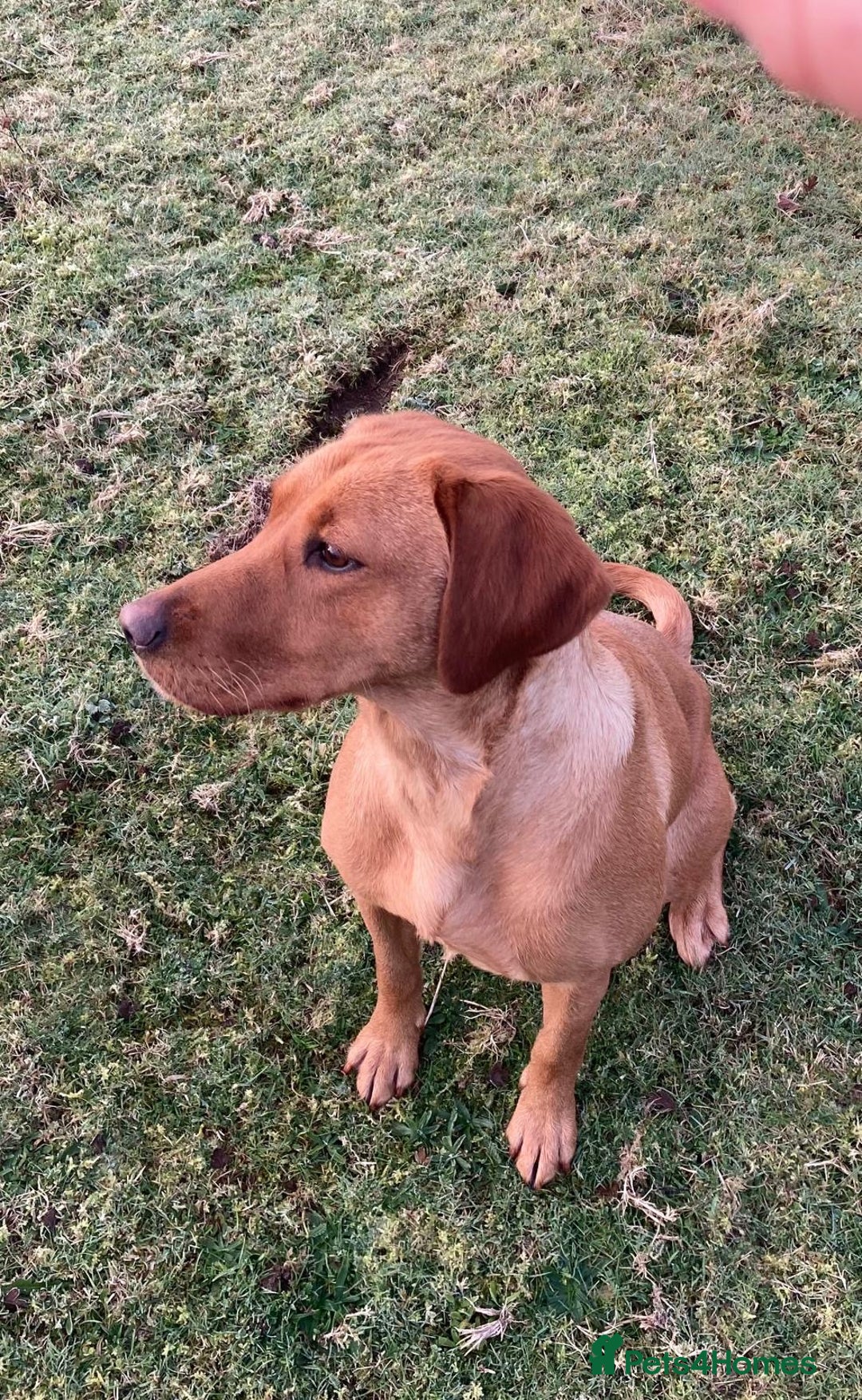 Labrador Retriever dogs for sale: Beautiful KC reg Labrador puppies - Image 14