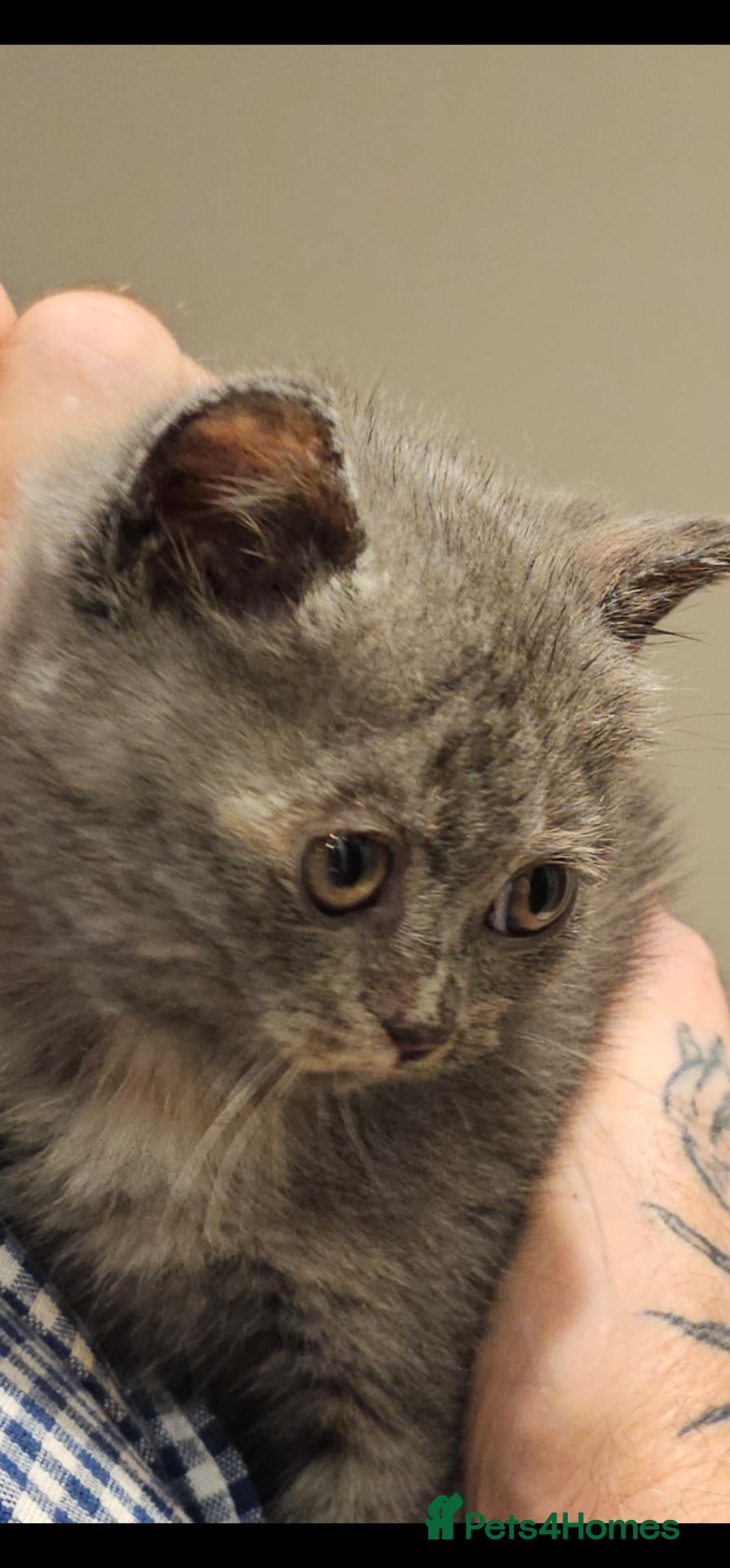 British Shorthair cats GCCF/TICA registered beautiful litter - Advert 2