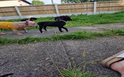 Lurcher dogs for sale: 3 beautiful lurcher girls ready now!!! - Image 5