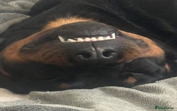 Rottweiler dogs for sale: 7 Rottweiler puppies available to loving homes - Advert 8