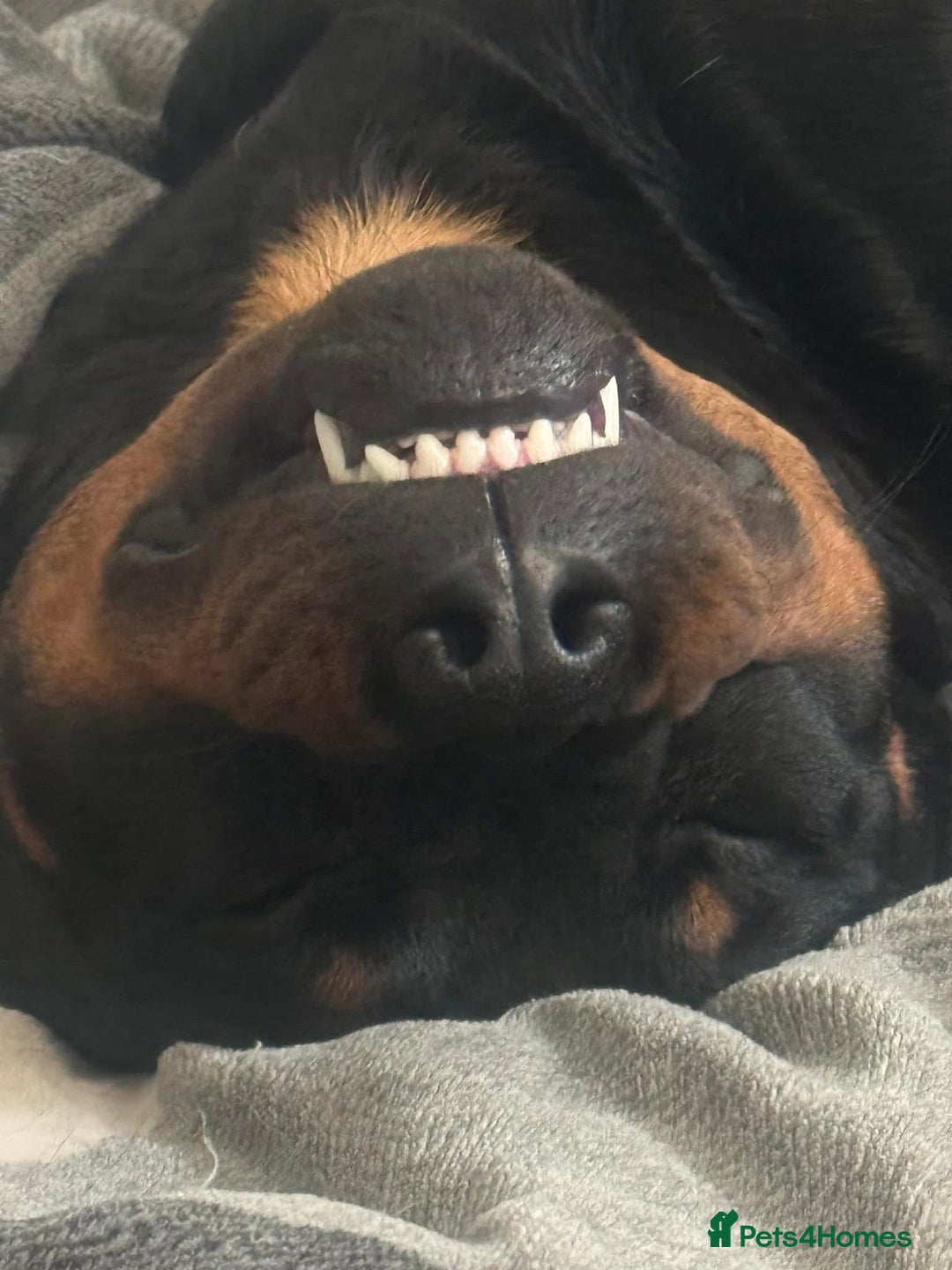 Rottweiler dogs for sale: 7 Rottweiler puppies available to loving homes - Advert 8