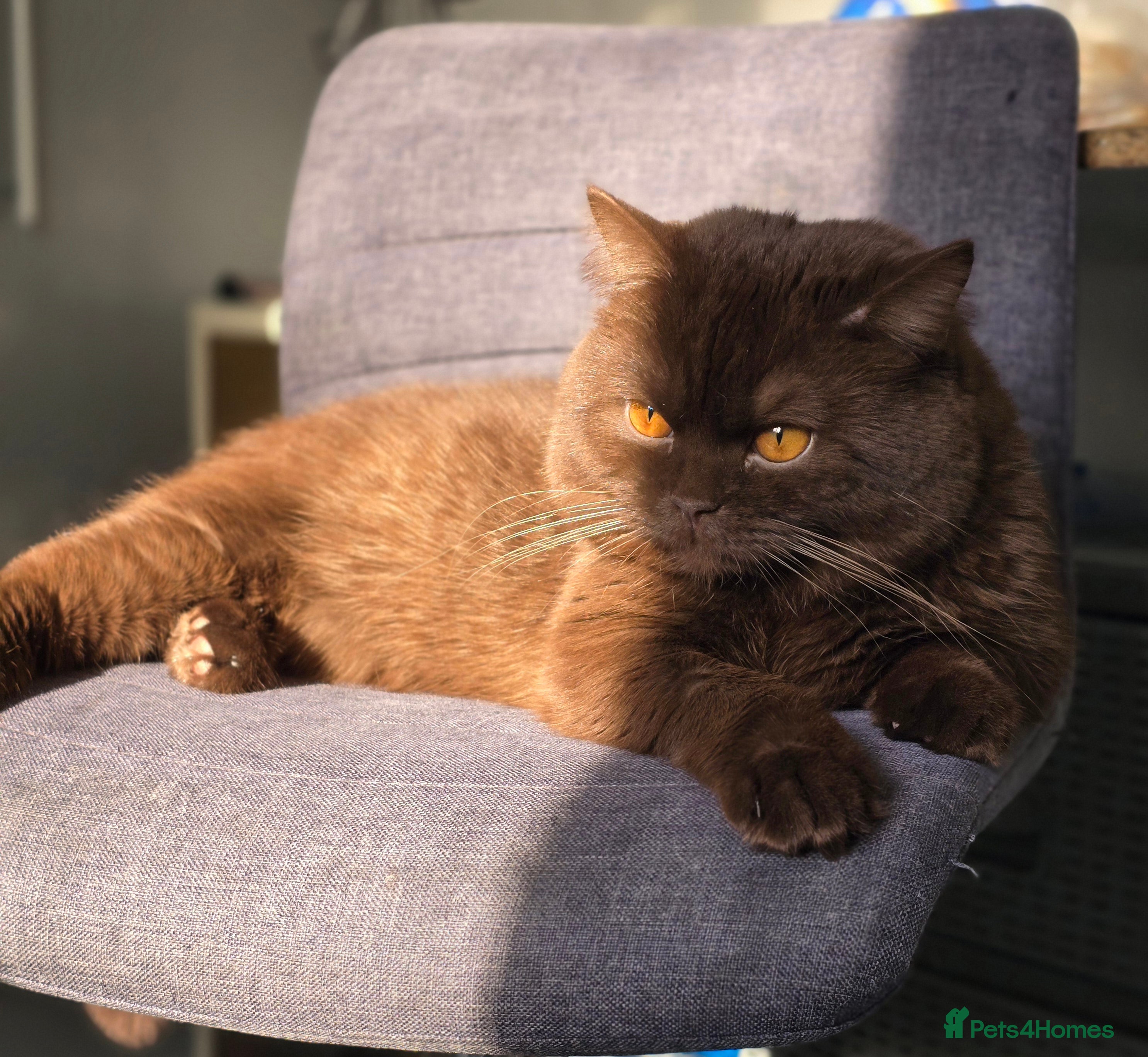 British Shorthair cats GCCF/TICA/WCF Registered Chocolate Stud PT* import in London - Advert 13