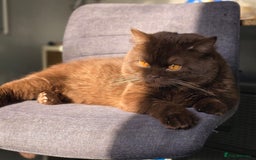 British Shorthair cats for stud: GCCF/TICA/WCF Registered Chocolate Stud PT* import in London - Image 1
