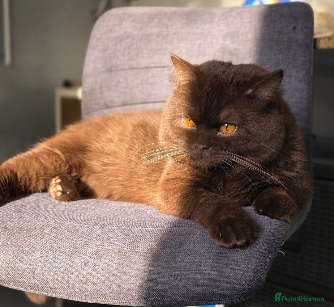 British Shorthair cats for stud: GCCF/TICA/WCF Registered Chocolate Stud PT* import in London - Image 1