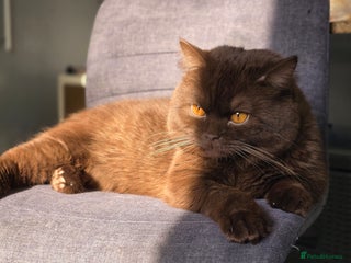 British Shorthair cats in London - Advert 29