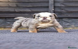English Bulldog dogs for sale: English Bulldog puppies  - Image 18