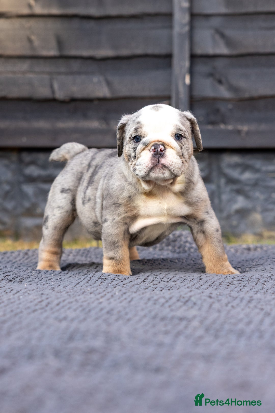 English Bulldog dogs for sale: English Bulldog puppies  - Image 18