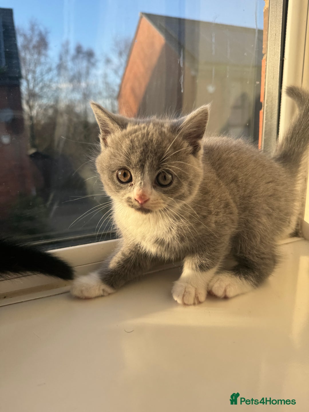 British Shorthair cats for sale: Playful British Shorthair Kittens  - Advert 4