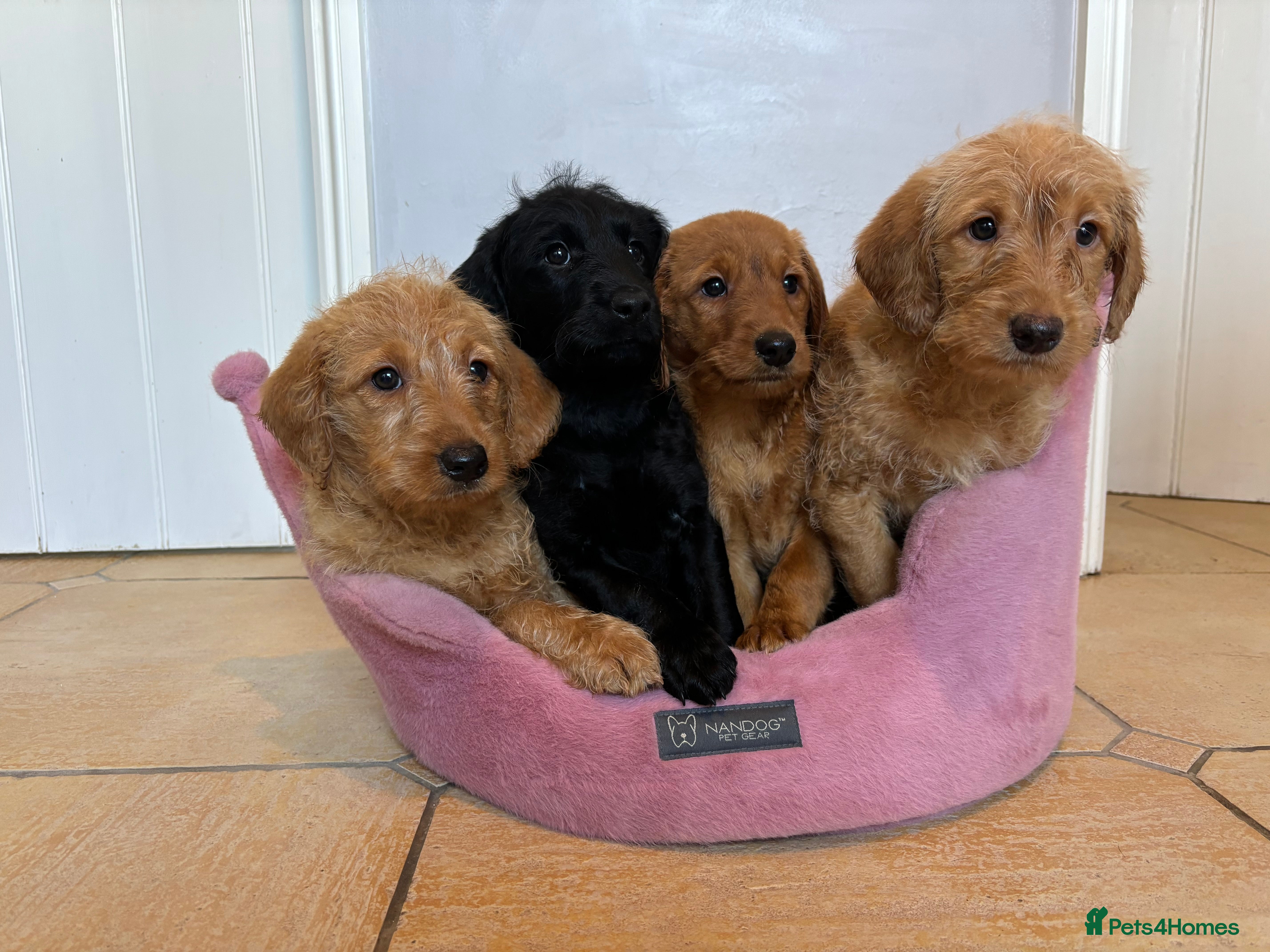 Labradoodle dogs ⭐️⭐️ Stunning F1 Miniature Labradoodles ⭐️⭐️ - Advert 14