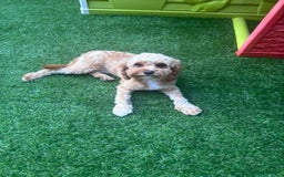 Cavapoo dogs for sale: Cavapoo - Image 4