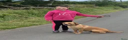 Labrador Retriever dogs for sale: Fox Red Female Labrador  - Advert 3