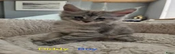 Maine Coon cats for sale: 12 Maine Coon kittens  - Advert 14