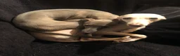 Italian Greyhound dogs for sale: KC Italian greyhound puppies European lineage - Advert 17