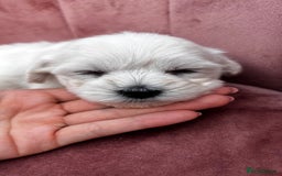 Bichon Frise dogs for sale: Beautiful Bichon Frise only 1 available  - Image 25