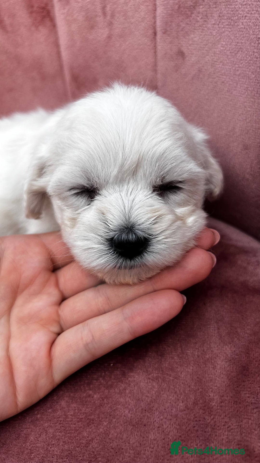 Bichon Frise dogs for sale: Beautiful Bichon Frise only 1 available  - Image 25