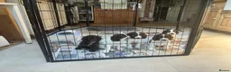Sprocker dogs for sale: Two Sprocker Spaniel Dog Puppies For Sale in Newmarket - Advert 15